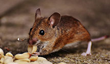 pest-prevention-and-exclusion-services Experts in Wales Township